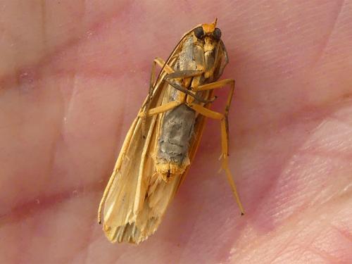 Eilema lurideola